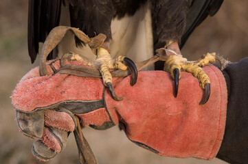 Captive Bald Eagle (Haliaeetus leucocephalus) talons are tethered and grip an arm at a raptor recovery center; Malcom, Nebraska, United States of America