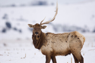Elk (Cervus canadensis) with one antler standing in a snowy field looking at the camera; Burwell, Nebraska, United States of America