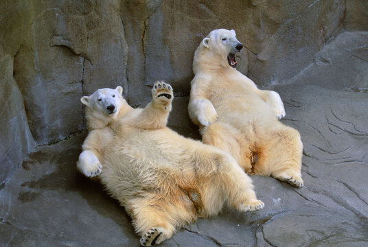 Lazy Polar bears (Ursus maritimus) enjoy their day at the zoo; Omaha, Nebraska, United States of America