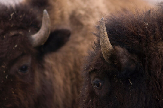 Close-up of two Bison (Bison bison) standing close together showing their eyes, horns and hair, Nebraska, USA; Burwell, Nebraska, United States of America