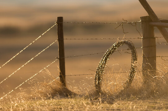 Barbed wire fence catches the light of the setting sun; Burwell, Nebraska, United States of America