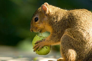 Red Fox squirrel (Sciurus niger) chews on a walnut; Lincoln, Nebraska, United States of America