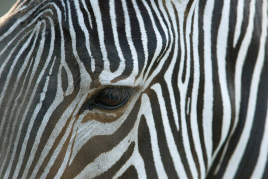 Close-up of the patterns on the face of a Grevvy's zebra (Equus grevyi) at a zoo; Omaha, Nebraska, United States of America