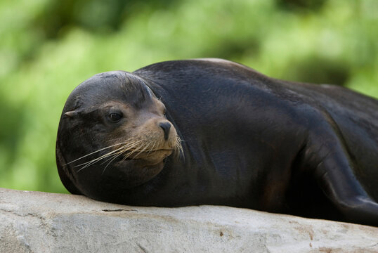 Portrait of a male California sea lion (Zalophus californianus) lying on a rock in it's enclosure at a zoo; Omaha, Nebraska, United States of America