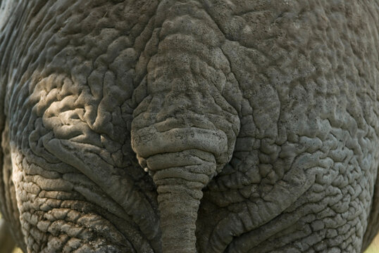 Close-up of the tail, rear and wrinkled skin of an African elephant (Loxodonta) at a zoo; Omaha, Nebraska, United States of America