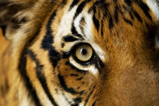 Close-up of the eye and fur markings of an Indochinese tiger (Panthera tigris tigris) at a zoo; Omaha, Nebraska, United States of America