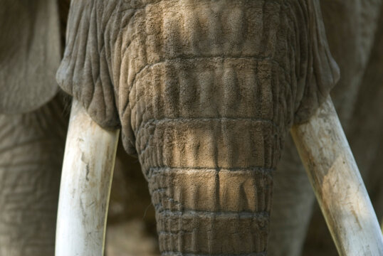 Close-up of an African elephant (Loxodonta) tusks and trunk at a zoo; Omaha, Nebraska, United States of America