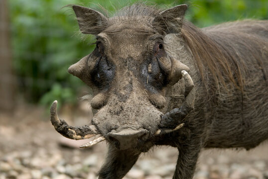 Portrait of a Warthog (Phacochoerus) at a zoo; Omaha, Nebraska, United States of America