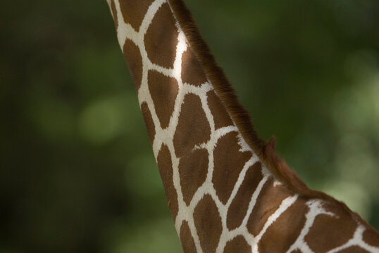 Close-up of the neck of a Reticulated giraffe (Giraffa camelopardalis reticulata) at a zoo; Omaha, Nebraska, United States of America