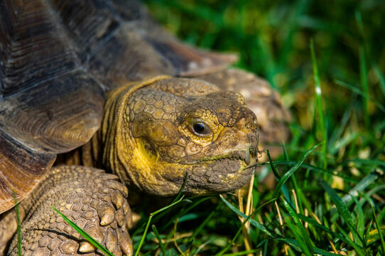 Close-up of a tortoise on grass at a zoo; Lincoln, Nebraska, United States of America