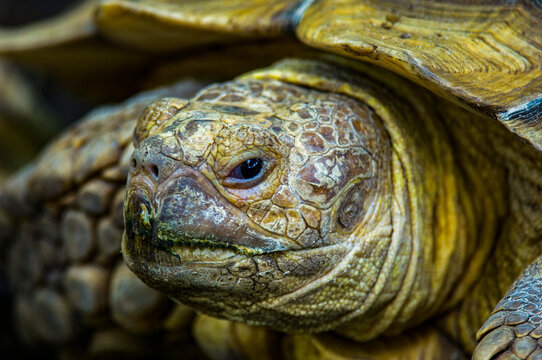 Close-up portrait of a tortoise at a zoo; Lincoln, Nebraska, United States of America
