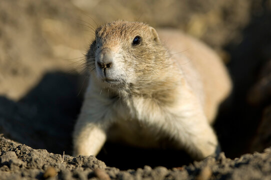 Black-tailed prairie dogs (Cynomys ludovicianus) in Eastern Montana, USA; Malta, Montana, United States of America