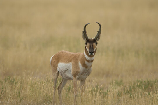 Portrait of a Pronghorn antelope standing in a grass field