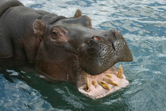 Hippopotamus (Hippopotamus amphibius) goes for a swim and bares its teeth while in water at a zoo; Wichita, Kansas, United States of America