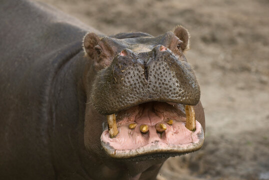 Hippopotamus (Hippopotamus amphibius) bares its teeth while standing in its enclosure at a zoo; Wichita, Kansas, United States of America