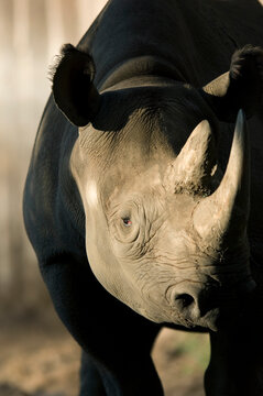 Portrait of a Rhinoceros (Rhinocerotidae) in sunlight in a zoo enclosure; Wichita, Kansas, United States of America