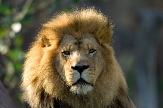 Portrait of an African lion (Panthera Leo) at a zoo; Wichita, Kansas, United States of America