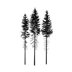 Silhouette of three tall pine tree. 