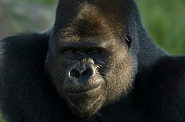 Close-up portrait of a Western lowland gorilla (Gorilla gorilla gorilla) in a zoo; Wichita, Kansas, United States of America