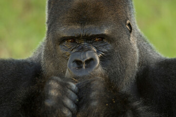 Close-up portrait of a Western lowland gorilla (Gorilla gorilla gorilla) in a zoo; Wichita, Kansas, United States of America