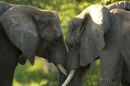 African elephants (Loxodonta africana) meet face to face in their enclosure at a zoo; Wichita, Kansas, United States of America
