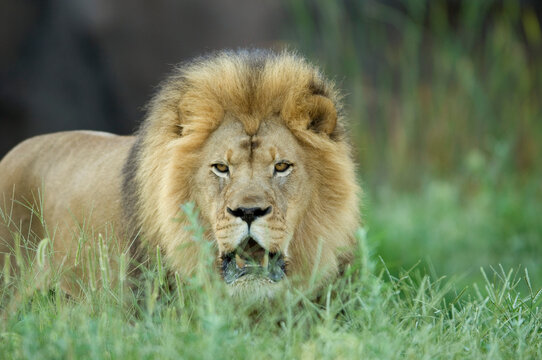 Portrait of a male African lion (Panthera leo krugeri) laying in the grass in its enclosure at a zoo; Wichita, Kansas, United States of America