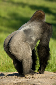 Western lowland gorilla (Gorilla gorilla gorilla) standing in the sun on a rock in its enclosure in a zoo; Wichita, Kansas, United States of America