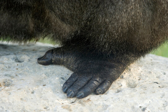 Close-up of the hand of a Western lowland gorilla (Gorilla gorilla gorilla)on a rock in its enclosure in a zoo; Wichita, Kansas, United States of America