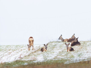Roe deer herd in winter on a field © Ewald Fröch