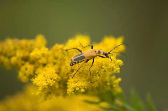 Soldier beetle (Chauliognathus pennsylvanicus) on a Goldenrod; Denton, Nebraska, United States of America