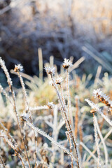 frost on the grass