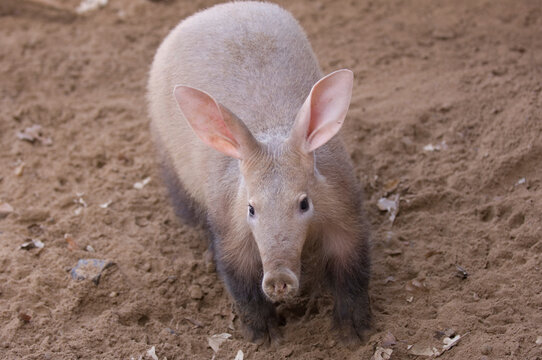 Portrait of an Aardvark (Orycteropus afer) standing in a zoo enclosure; Salina, Kansas, United States of America