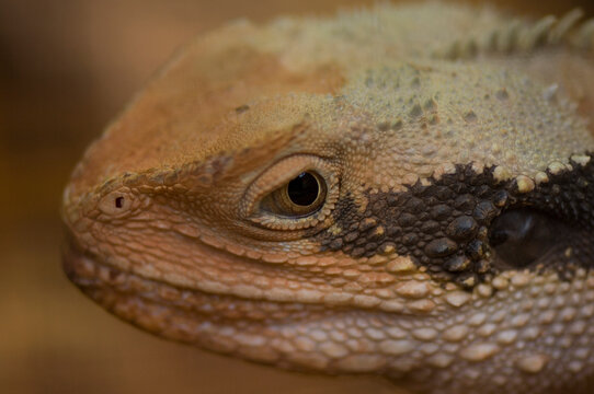 Close-up portrait of the head of an Australian Water Dragon (Physignathus lesueurn) at a zoo; Omaha, Nebraska, United States of America