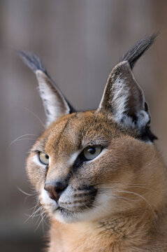 Close-up portrait of a Caracal lynx (Caracal caracal) in a zoo; Sioux Falls, South Dakota, United States of America