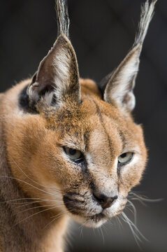 Close-up portrait of a Caracal lynx (Caracal caracal) in a zoo; Sioux Falls, South Dakota, United States of America