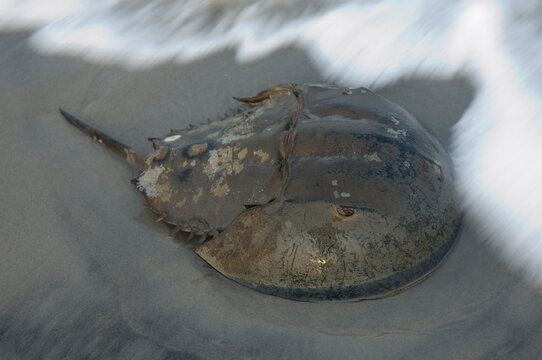 Horseshoe crab (Limulus polyphemus) sitting on sand in the surf; Stone Harbor, New Jersey, United  States of America
