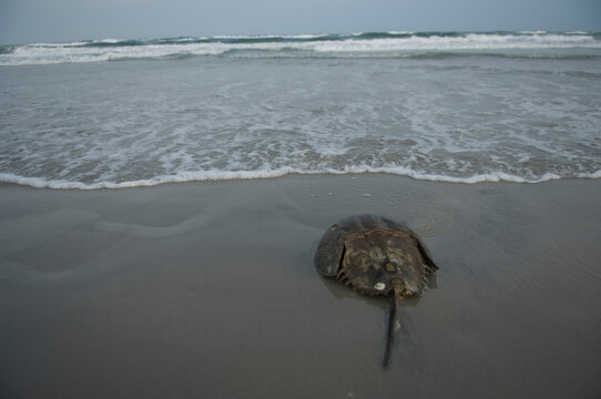 Horseshoe crab (Limulus polyphemus) sitting on sand in the surf along the beach; Stone Harbor, New Jersey, United  States of America