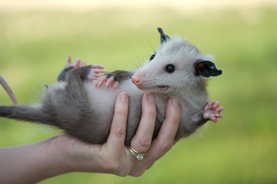 Woman's hand holding a baby Opossum (Didelphis virginiana); Greenleaf, Kansas, United States of America