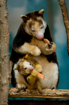 Matschie's tree-kangaroo and baby (Dendrolagus matschiei) at a zoo; Saint Louis, Missouri, United States of America