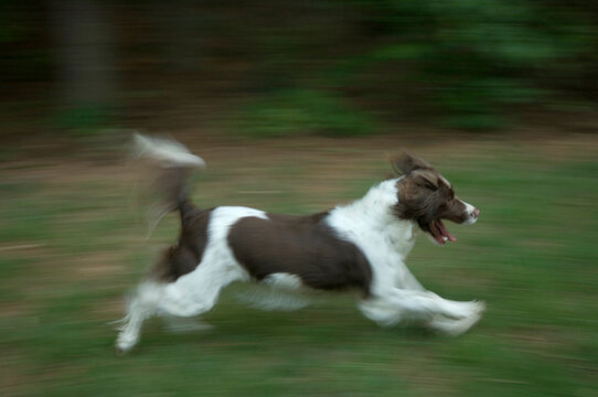 Motion blur of an English springer spaniel playing in the grass; Marietta, Georgia, United States of America