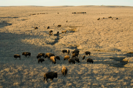 Herd of bison (Bison bison) at dusk in Tallgrass Prairie National Preserve, Kansas, USA; Pawhuska, Kansas, United States of America