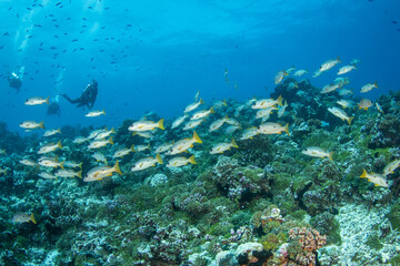 Naklejka na ściany i meble Scuba diver on the reef