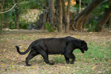 Captive Black jaguar (Panthera onca) roaming in an outdoor enclosure; Xcaret, Mexico