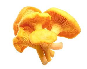Chanterelles Cantharellus cibarius mushrooms isolated png