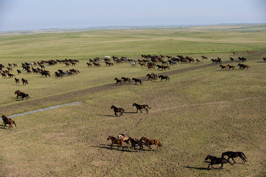 Wild horses roam freely on a ranch near Ft. Pierre, South Dakota, USA; Ft. Pierre, South Dakota, United States of America