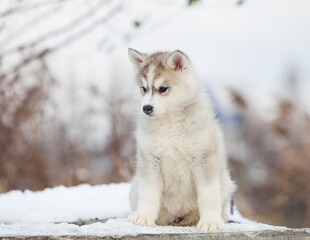 little husky that looks like a wolf