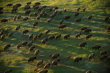 Wild American bison (Bison bison) roam on a ranch in South Dakota, USA; South Dakota, United States of America