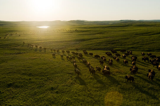 Wild American bison (Bison bison) roam on a ranch in South Dakota, USA; South Dakota, United States of America