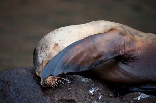 Endangered Galapagos sea lion (Zalophus wollebaeki) on Isabela Island in Galapagos National Park; Isabela Island, Galapagos Islands, Ecuador