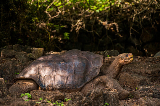 Lonesome George, the last Galapagos tortoise (Chelonoidis nigra abingdoni) from the island of Pinta, photographed on Santa Cruz Island; Santa Cruz Island, Galapagos Islands, Ecuador